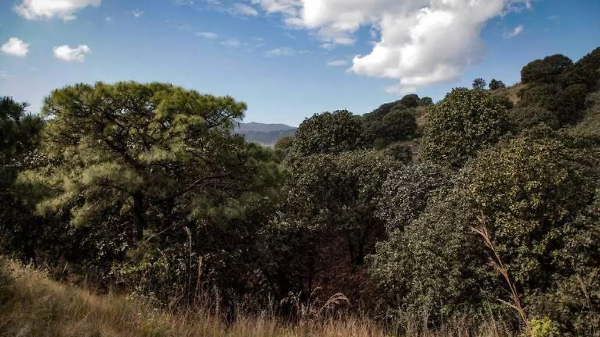 Bosque de la Primavera